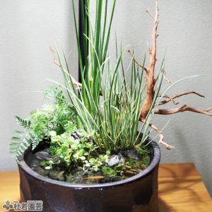 ビオトープのセット | 杜若園芸WEBショップ｜水草の生産販売【通販ショップ】