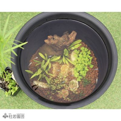 メダカの寒さ対策！ 冬ごもりビオトープセット | 杜若園芸WEBショップ｜水草の生産販売【通販ショップ】