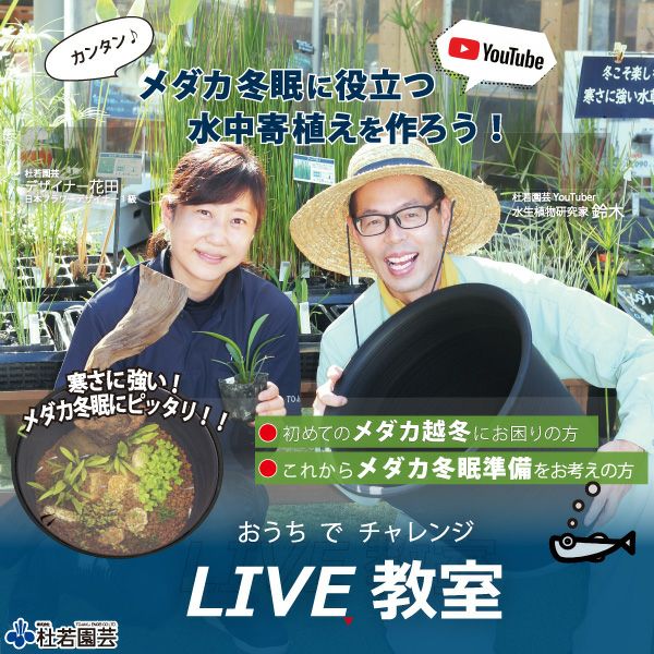 ビオトープのセット | 杜若園芸WEBショップ｜水草の生産販売【通販