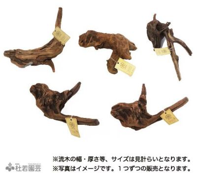 マングローブ系 流木 Mサイズ | 杜若園芸WEBショップ｜水草の