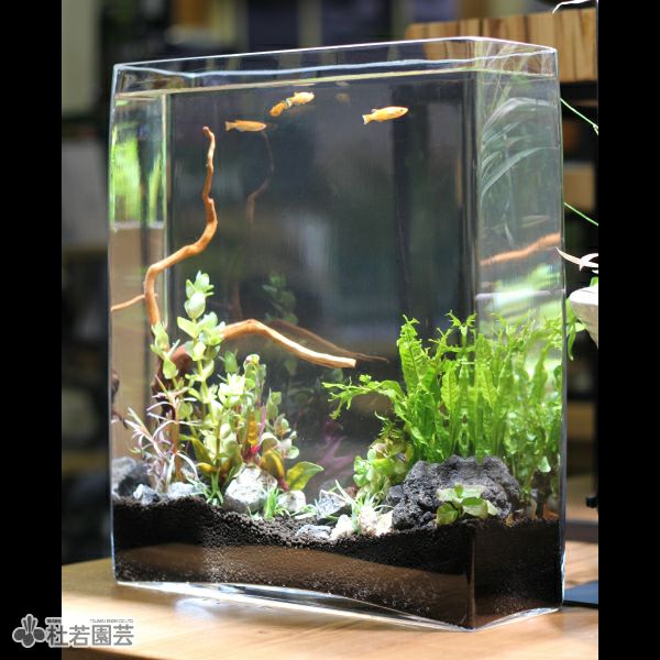 株式会社 杜若園芸 水草の生産販売 通販ショップ 株式会社 杜若園芸 水草の生産販売 通販ショップ