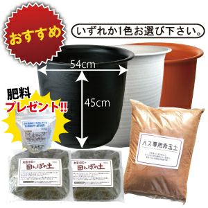 蓮、ハス】楚天祥伝(そてんしょうでん)【中型種】 | 杜若園芸WEBショップ｜水草の生産販売【通販ショップ】