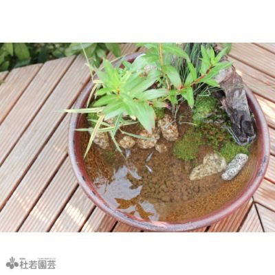 ビオトープのセット | 杜若園芸WEBショップ｜水草の生産販売【通販ショップ】