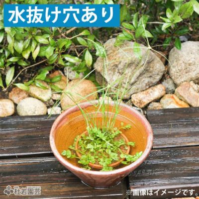 水鉢(陶器・プラ）】睡蓮鉢、メダカ鉢、蓮鉢 通販（販売） | 杜若園芸WEBショップ｜水草の生産販売【通販ショップ】