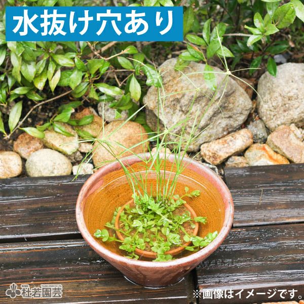 インテリアポット 室内鉢 AURA オーラ novoshop 屋内植木鉢 粗陶器模造石植木鉢セラミック無孔大水耕植木鉢スイレンボウル蓮の鉢 植木鉢 ( Color : C )