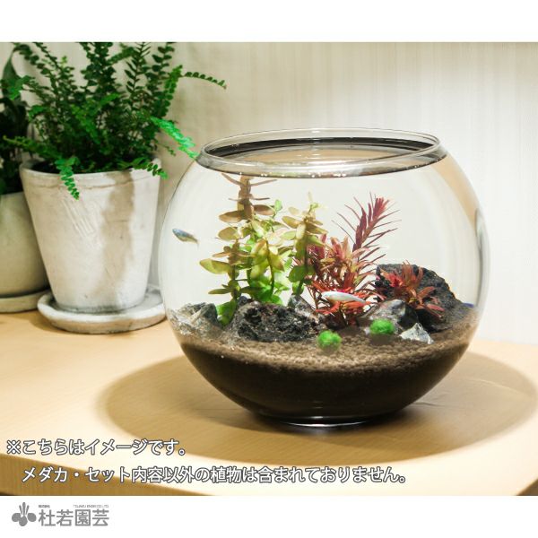 マリモ付き！カンタンアクアリウムを作ろうセット | 杜若園芸WEBショップ｜水草の生産販売【通販ショップ】