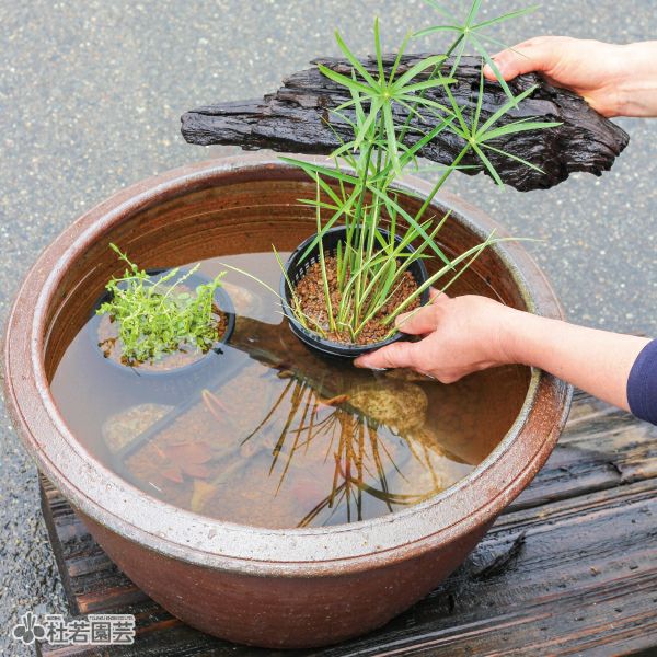 10分で作れちゃう！スイレンと水草のメダカビオトープセット | 杜若