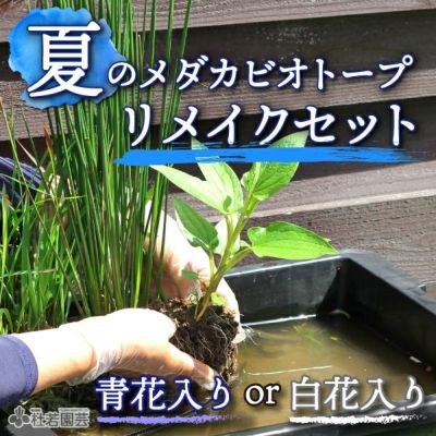 ビオトープのセット | 杜若園芸WEBショップ｜水草の生産販売【通販ショップ】