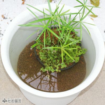 夏のメダカ飼育】深鉢ビオトープセット | 杜若園芸WEBショップ｜水草の生産販売【通販ショップ】