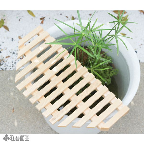 夏のメダカ飼育】深鉢ビオトープセット | 杜若園芸WEBショップ｜水草の生産販売【通販ショップ】