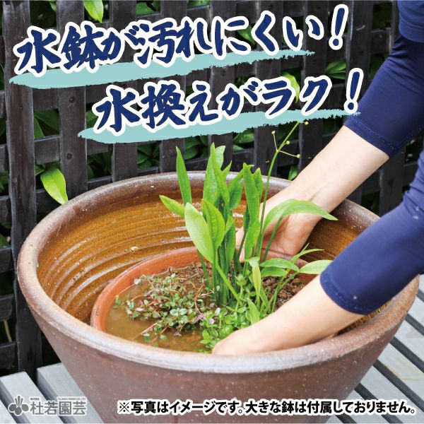 株式会社 杜若園芸 水草の生産販売 通販ショップ
