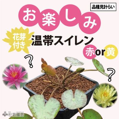 m*z様 Arun Varee 熱帯睡蓮　苗 熱帯スイレン丸ポット植え付き4点セット(水鉢手づくり瓦色 小
