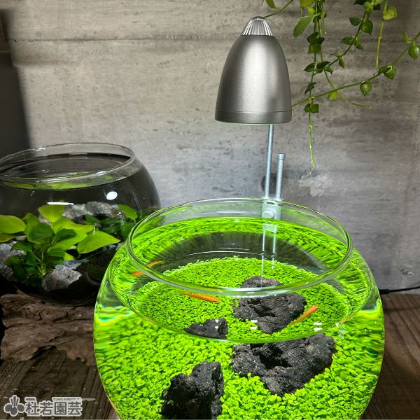 GENTOS 植物のための そだつライト | 杜若園芸WEBショップ｜水草の生産