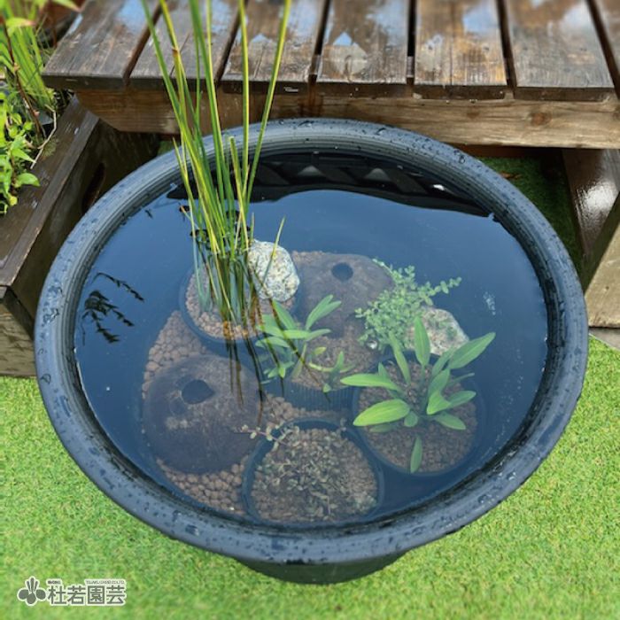 ビオトープのセット | 杜若園芸WEBショップ｜水草の生産販売【通販  
