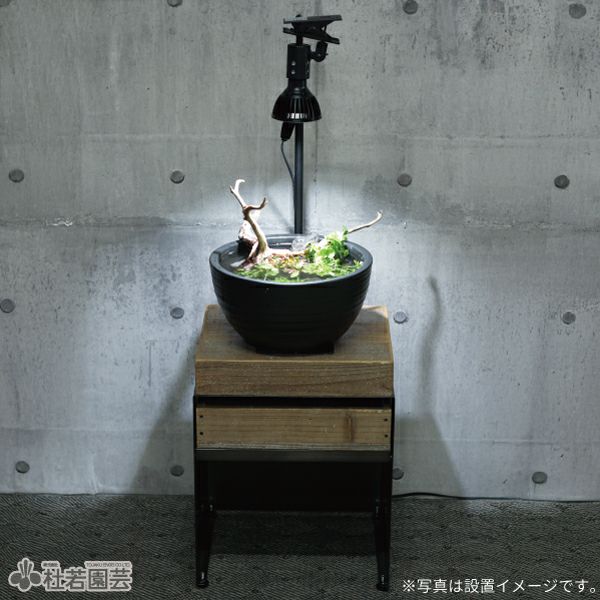 高級陶器鉢 大 | 杜若園芸WEBショップ｜水草の生産販売【通販ショップ】