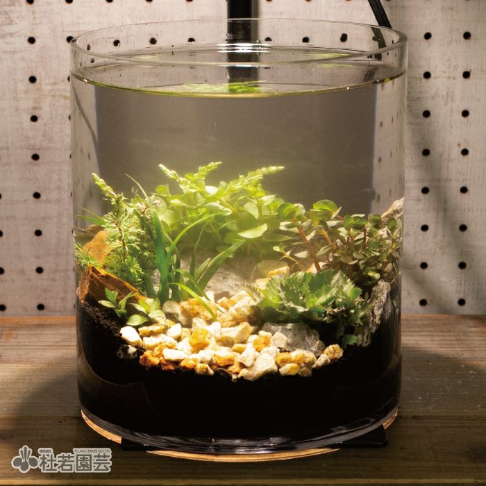 メダカのための小さなアクアリウム | 杜若園芸WEBショップ｜水草の生産販売【通販ショップ】