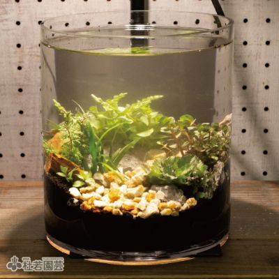 ビオトープのセット | 杜若園芸WEBショップ｜水草の生産販売【通販