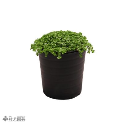 SAMURAI PLANTS】ニューラージパールグラス（ソイル植え