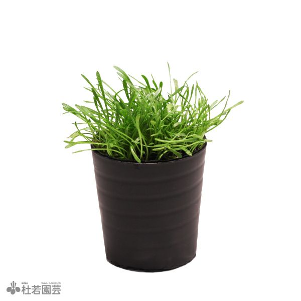 SAMURAI PLANTS】ホシクサsp.クチ（ソイル植え） | 杜若園芸WEB