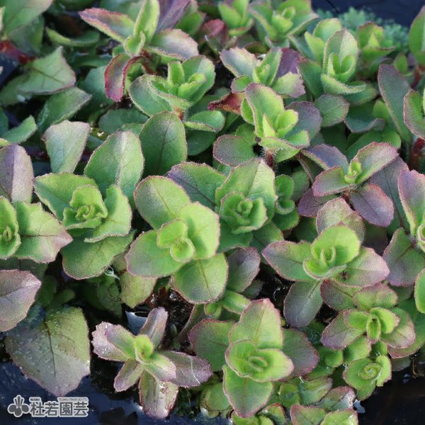SAMURAI PLANTS】ハイグロフィラトリフロラ（ソイル植え） | 杜若園芸