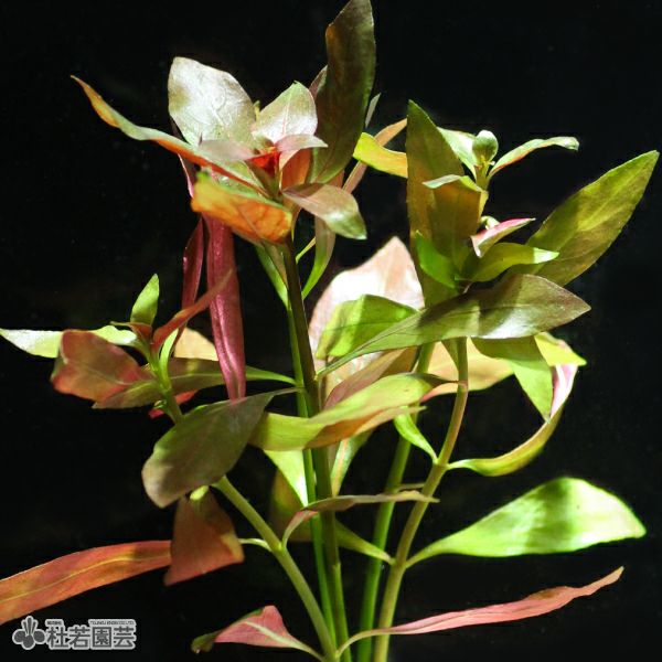 アンブリア入り水中箱庭水草（大 / 流木無し） | 杜若園芸WEBショップ