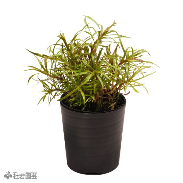 SAMURAI PLANTS】ホシクサsp.クチ（ソイル植え） | 杜若園芸WEB