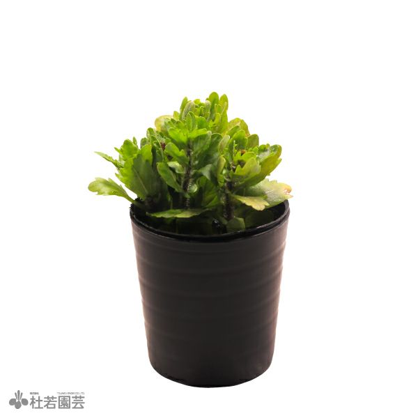 000000003680-01-m.jpg?t=