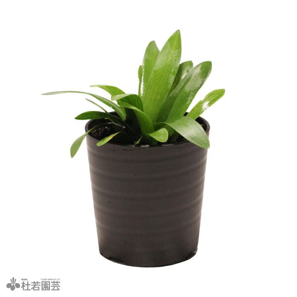 SAMURAI PLANTS | 杜若園芸WEBショップ｜水草の生産販売【通販ショップ】