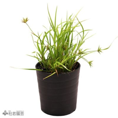 鈴木が厳選！お楽しみ日本の水草4品種セット (品種見計らい) | 杜若