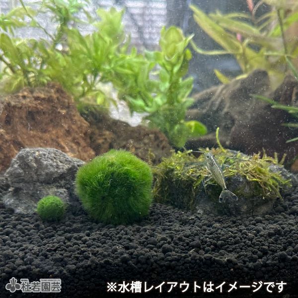 完成品！隠れ家とわたり棒のある天然苔テラリウムケージ 求める 