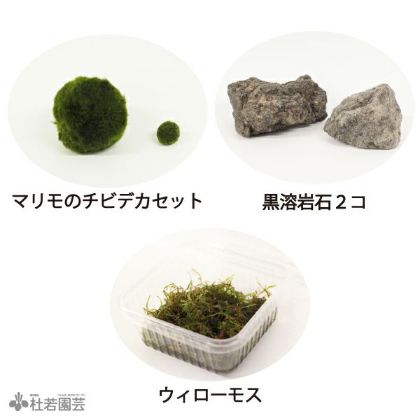 エビちゃん喜ぶ！ウィローモスとマリモセット | 杜若園芸WEBショップ