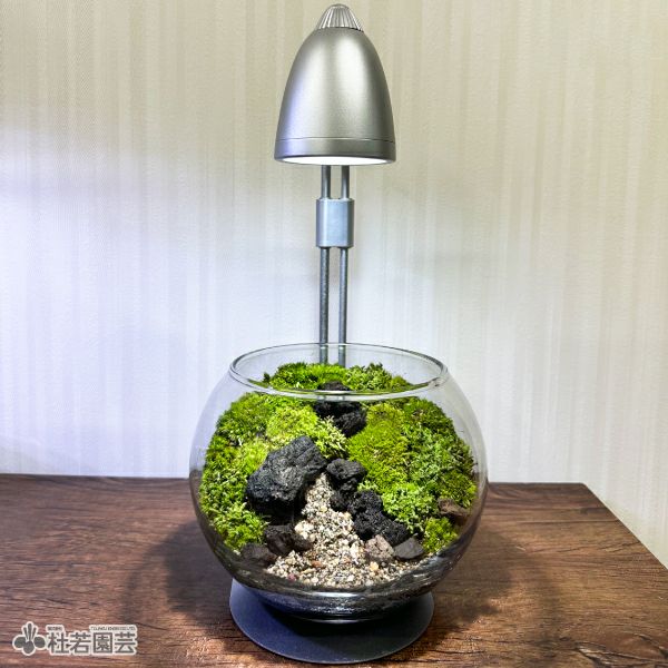 そだつライト付き！カンタン苔テラリウムセット | 杜若園芸WEBショップ｜水草の生産販売【通販ショップ】