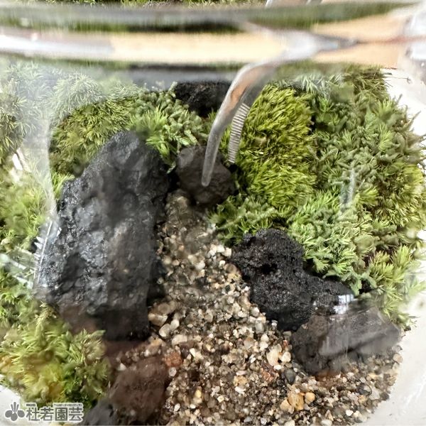 そだつライト付き！カンタン苔テラリウムセット | 杜若園芸WEBショップ