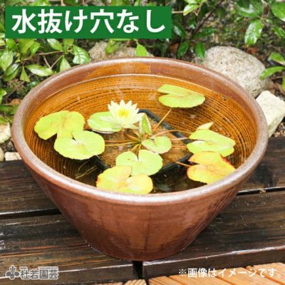 水鉢(陶器・プラ）】睡蓮鉢、メダカ鉢、蓮鉢 通販（販売） | 杜若園芸