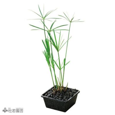 水生植物】 シュロガヤツリ | 杜若園芸WEBショップ｜水草の生産販売【通販ショップ】