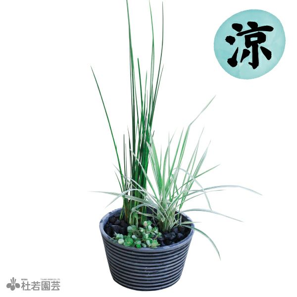 メダカ鉢の虫対策水草丸ポット（ウォーターミント・グリーンロタラ