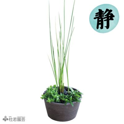 新入荷  メダカ水草