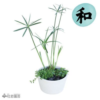 ビオトープにおすすめの寄せ植え | 杜若園芸WEBショップ｜水草の生産販売【通販ショップ】