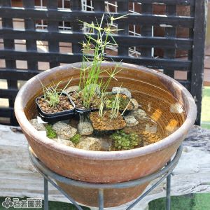 ビオトープのセット | 杜若園芸WEBショップ｜水草の生産販売【通販 