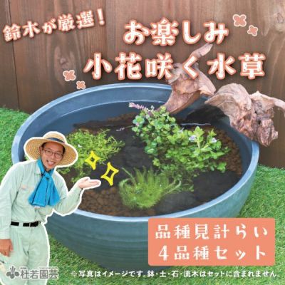 ビオトープセット② 秋の衣替え メダカのDXビオトープセット | 杜若園芸WEBショップ