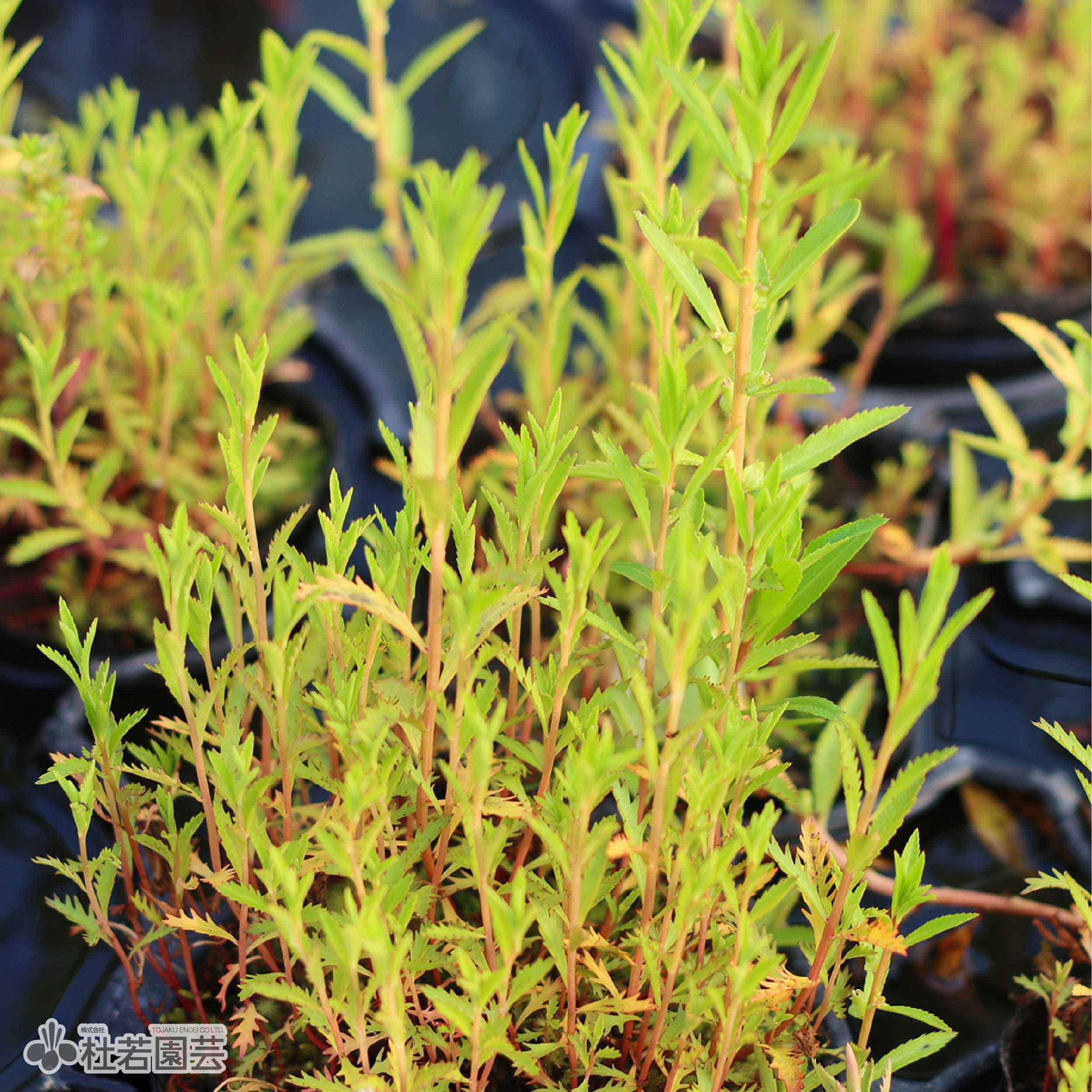 水生植物】 オオオニバスの種 5粒入り | 杜若園芸WEBショップ｜水草の