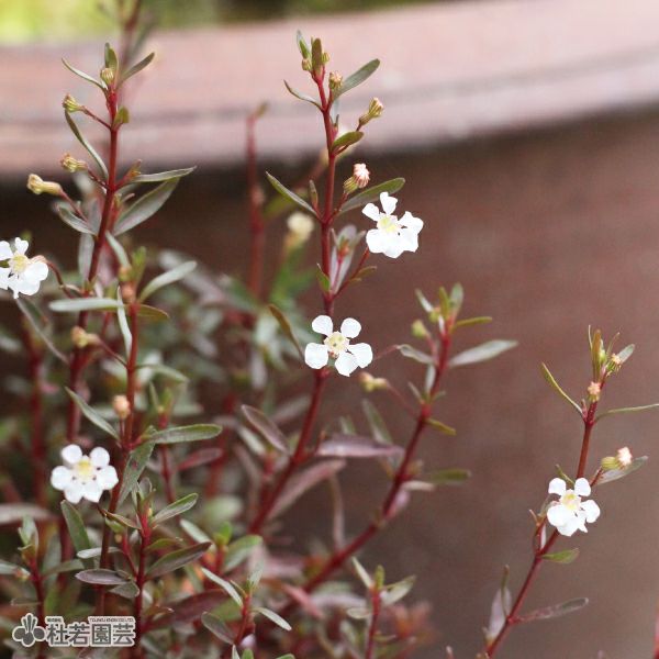 水生植物】 アマニアsp.スラウェシ | 杜若園芸WEBショップ｜水草の生産