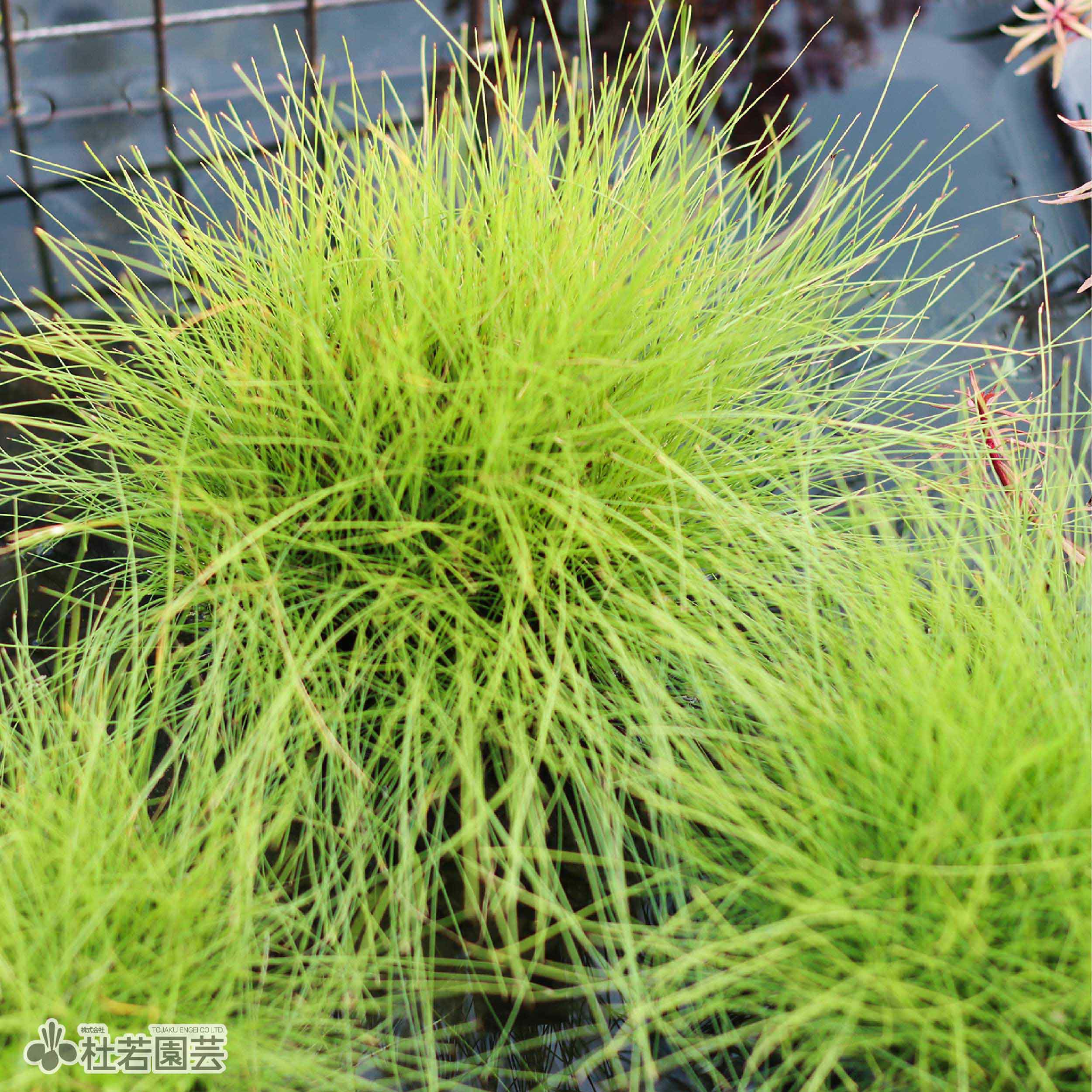 水生植物】 タチモ | 杜若園芸WEBショップ｜水草の生産販売【通販