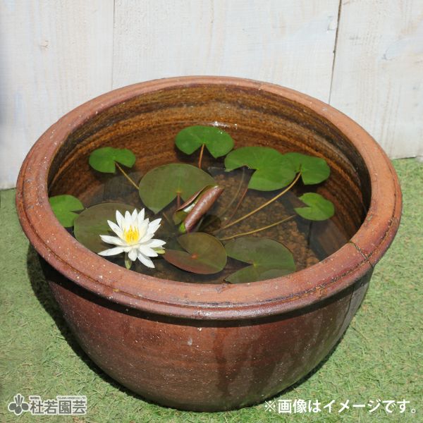 穴なしスイレン陶器鉢 丸型（M） | 杜若園芸WEBショップ｜水草の生産