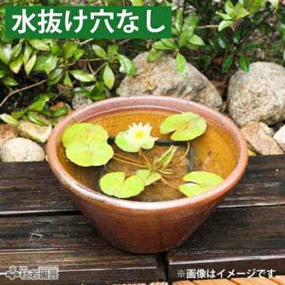 水鉢(陶器・プラ）】睡蓮鉢、メダカ鉢、蓮鉢 通販（販売） | 杜若園芸WEBショップ｜水草の生産販売【通販ショップ】