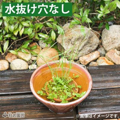 水鉢(陶器・プラ）】睡蓮鉢、メダカ鉢、蓮鉢 通販（販売） | 杜若園芸WEBショップ｜水草の生産販売【通販ショップ】