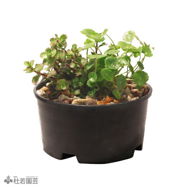 水草コーディネート2品種入りセット | 杜若園芸WEBショップ｜水草の