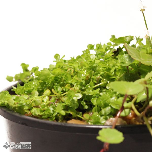 かわはら水草 ADAview] Summer Grass Thicket 夏草むら -W1800mm