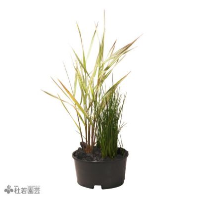桃んが様 リクエスト 2点 まとめ商品　水草 桃んが様 リクエスト 2点 まとめ商品 水草 水草