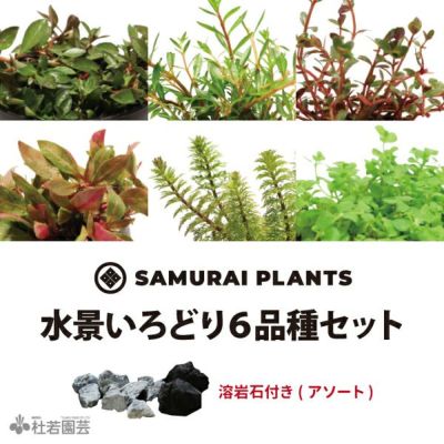 SAMURAI PLANTS水景いろどり6品種セット | 株式会社 杜若園芸｜水草の